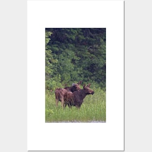 Summer moose in rain, Algonquin Park Posters and Art